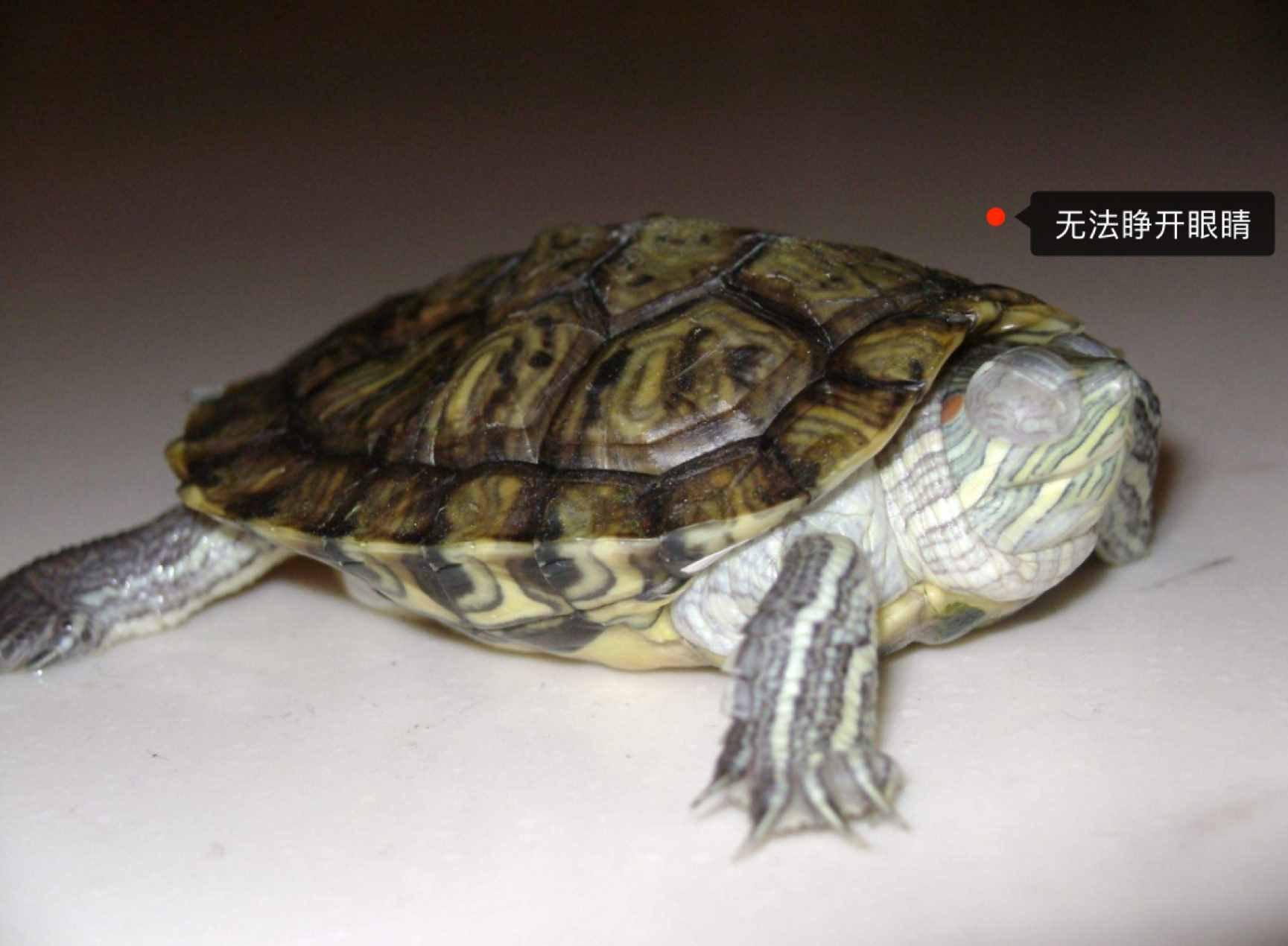 烏龜白眼病防治，史上最全經(jīng)驗(yàn)總結(jié)！值得收藏
