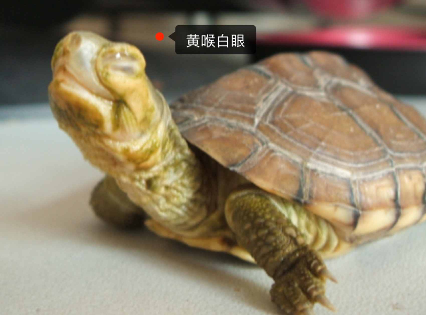 烏龜白眼病防治，史上最全經(jīng)驗(yàn)總結(jié)！值得收藏