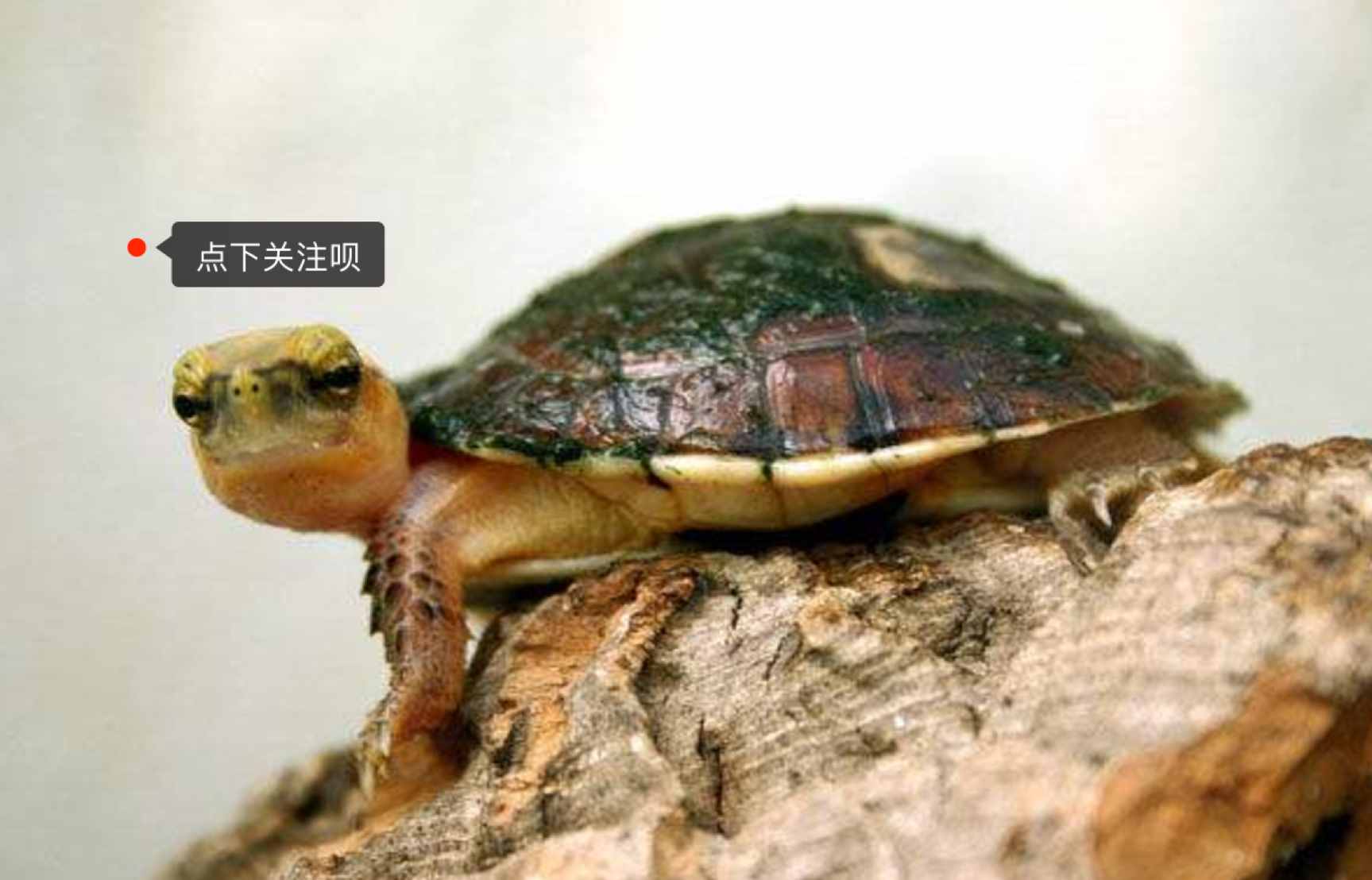 烏龜白眼病防治，史上最全經(jīng)驗(yàn)總結(jié)！值得收藏