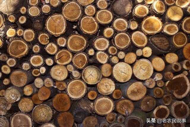 曾是皇家專用木頭，高價難買，樹苗不到15元，為啥沒人種黃花梨？