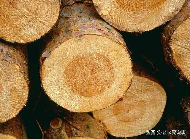 曾是皇家專用木頭，高價難買，樹苗不到15元，為啥沒人種黃花梨？