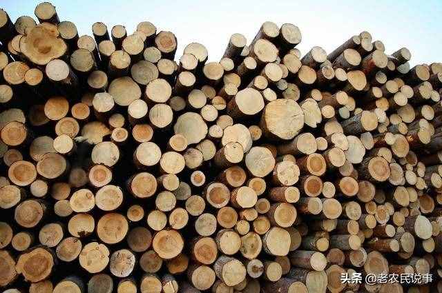 曾是皇家專用木頭，高價難買，樹苗不到15元，為啥沒人種黃花梨？