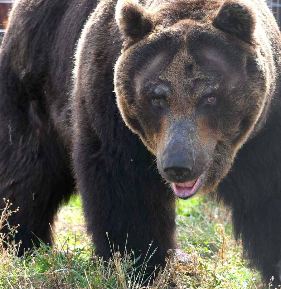 老虎和熊怎么打架的？老獵人：老虎?；^，熊就沒打贏過