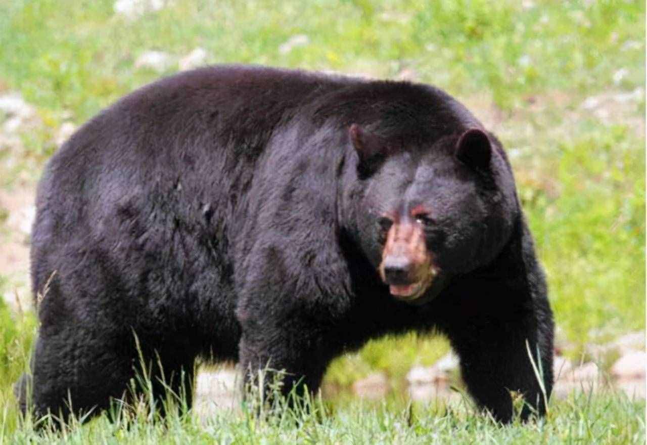 老虎和熊怎么打架的？老獵人：老虎?；^，熊就沒打贏過