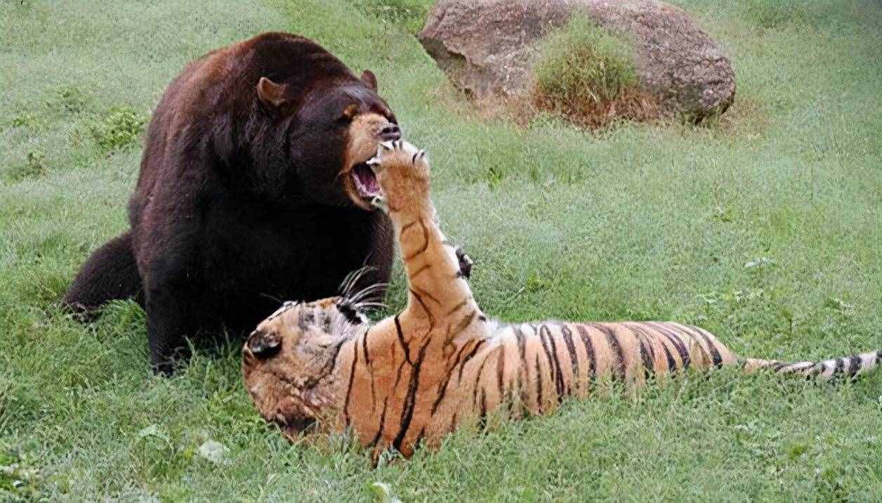 老虎和熊怎么打架的？老獵人：老虎?；^，熊就沒打贏過