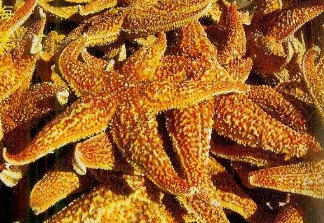 東盛瀾丨海星能吃嗎？海星怎么吃？