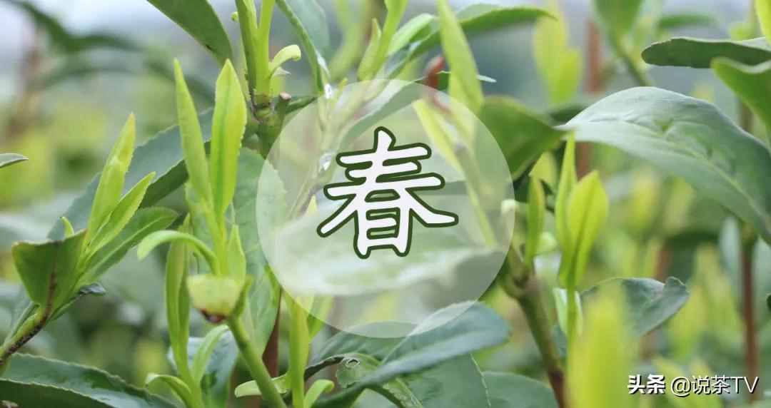 春茶季，大品牌茶企都怎么做推廣