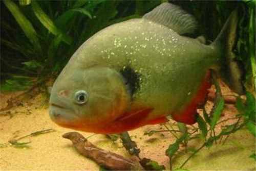 食人魚能吃嗎？味道如何？