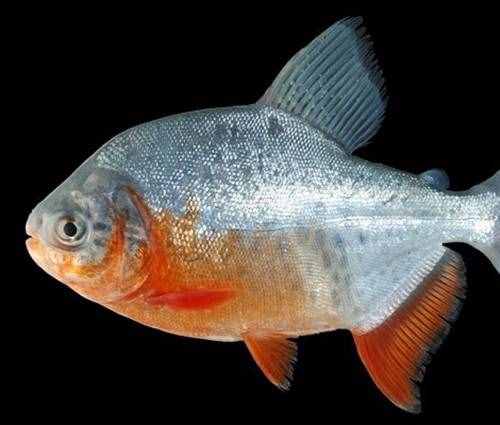 食人魚能吃嗎？味道如何？