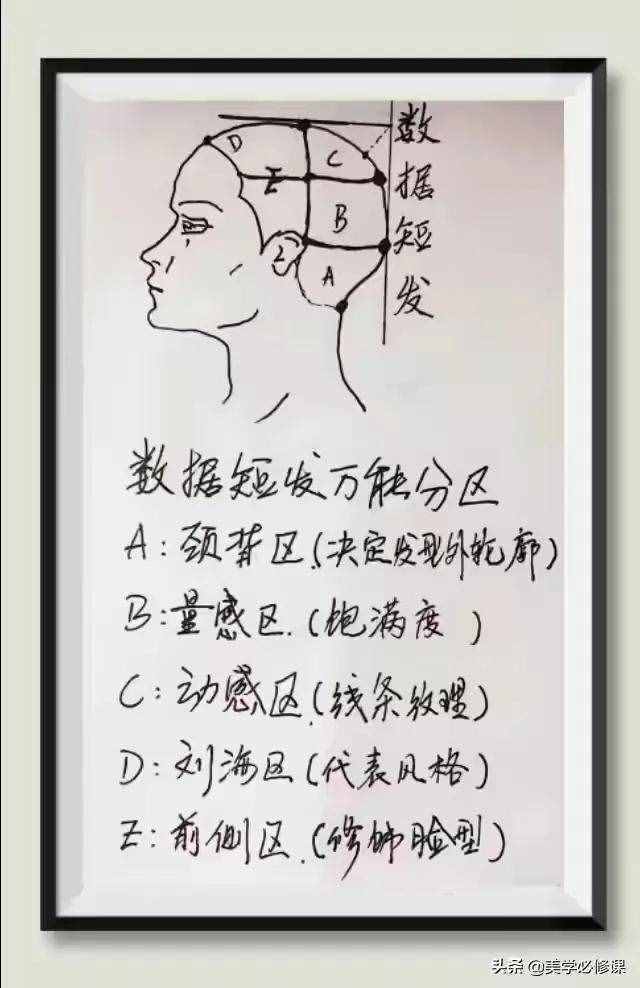 剪發(fā)國際標(biāo)準(zhǔn)五分區(qū)