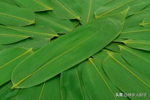 粽子葉有幾種？怎么處理才好用？