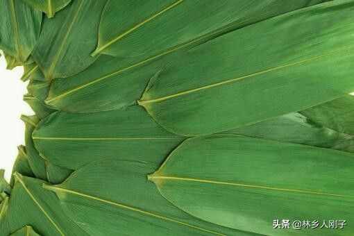 粽子葉有幾種？怎么處理才好用？