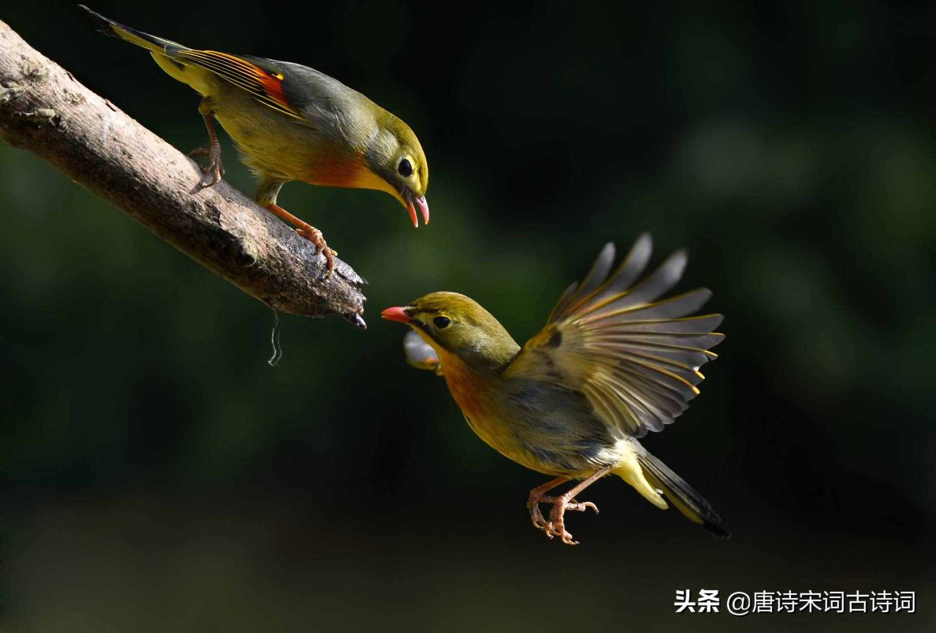 描寫(xiě)動(dòng)物的詩(shī)句你知道多少呢，下面30句你都知道么