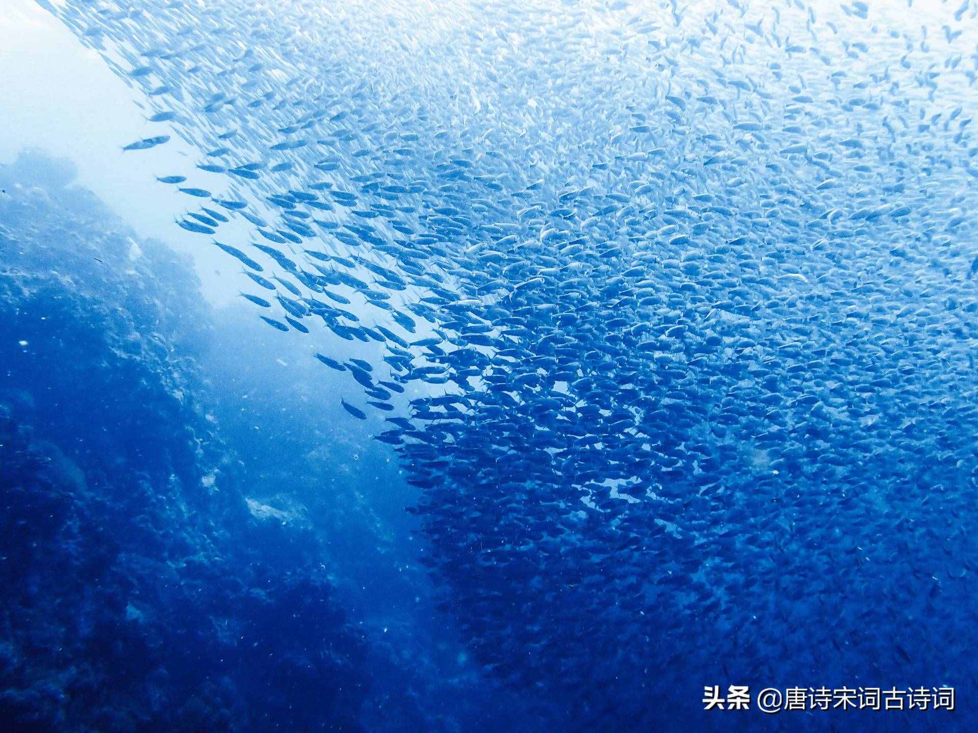 描寫(xiě)動(dòng)物的詩(shī)句你知道多少呢，下面30句你都知道么