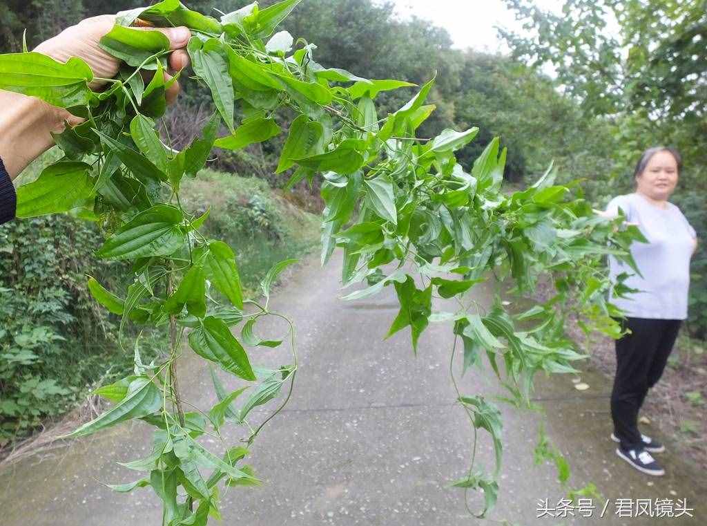 綠色中草藥百部，你認(rèn)識(shí)嗎？是治療百日咳、肺癆哮喘、殺蟲的良藥