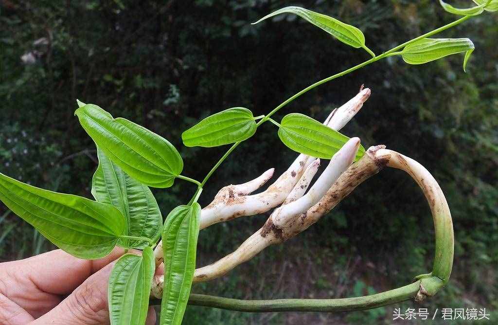 綠色中草藥百部，你認(rèn)識(shí)嗎？是治療百日咳、肺癆哮喘、殺蟲的良藥