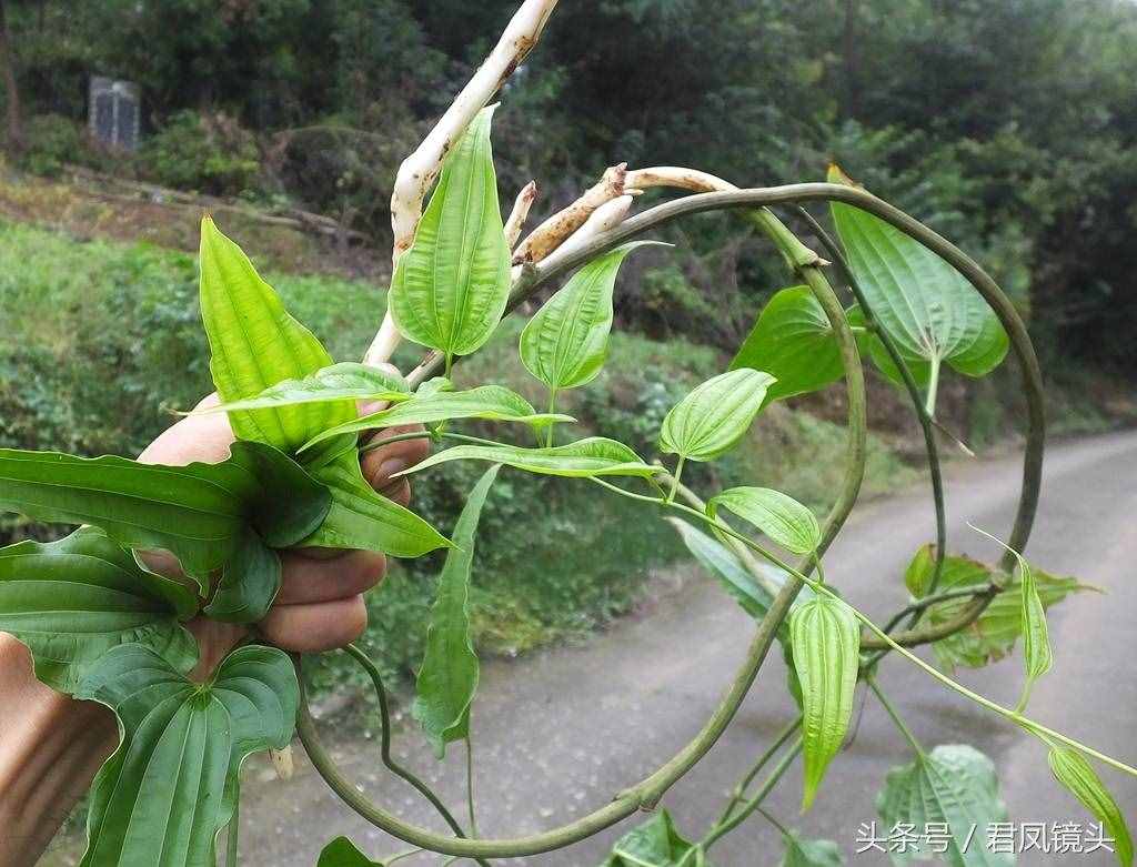 綠色中草藥百部，你認(rèn)識(shí)嗎？是治療百日咳、肺癆哮喘、殺蟲的良藥