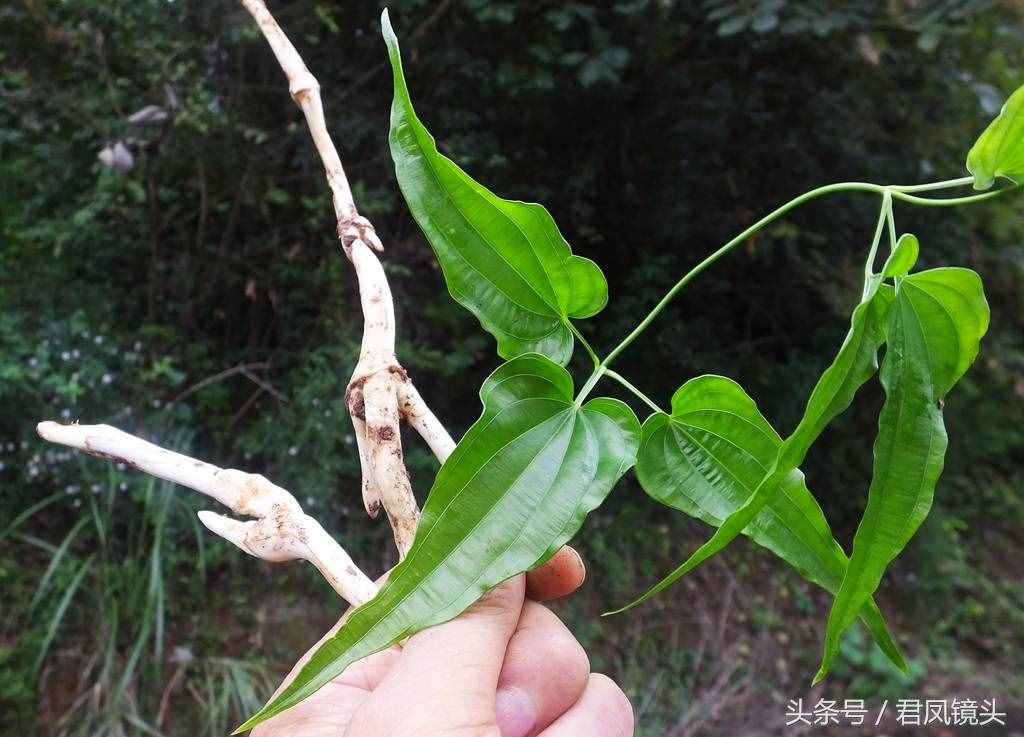 綠色中草藥百部，你認(rèn)識(shí)嗎？是治療百日咳、肺癆哮喘、殺蟲的良藥