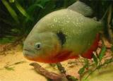 今日更新食人魚可以吃嗎（食人魚能吃嗎味道如何）