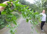 今日更新百部草（綠色中草藥百部）