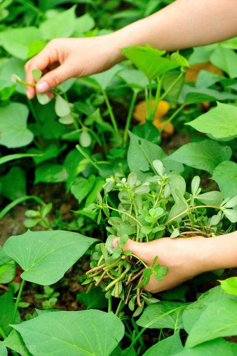 馬齒莧：夏日難得的山野佳蔬，藥食兼用作用大，對付少白頭就吃它