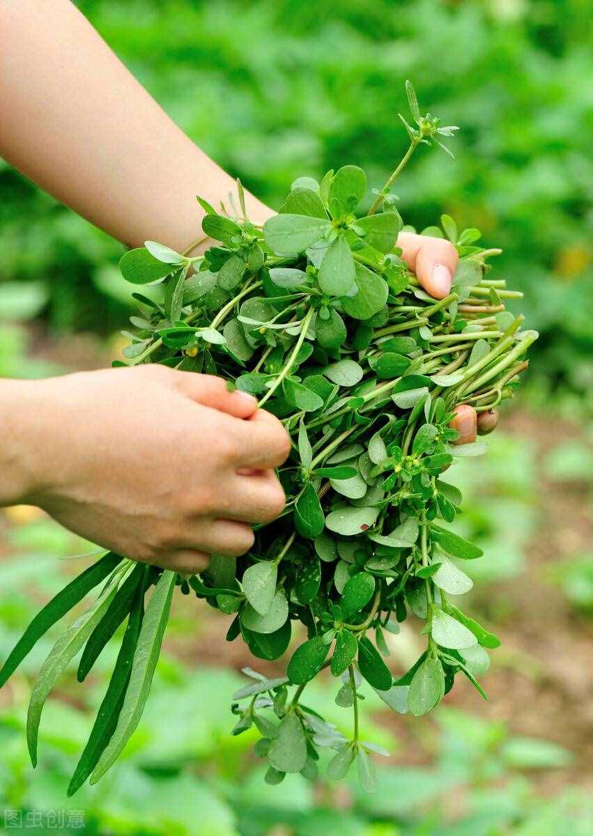 馬齒莧：夏日難得的山野佳蔬，藥食兼用作用大，對付少白頭就吃它