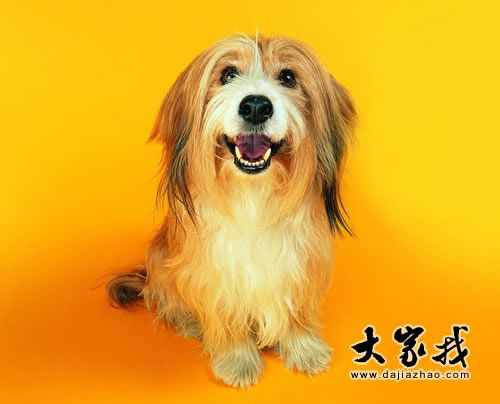 屬狗2018年運(yùn)勢(shì)及運(yùn)程 屬狗人2018年全年運(yùn)勢(shì)