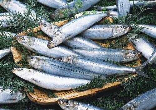 沙丁魚的營養(yǎng)到底有多驚人