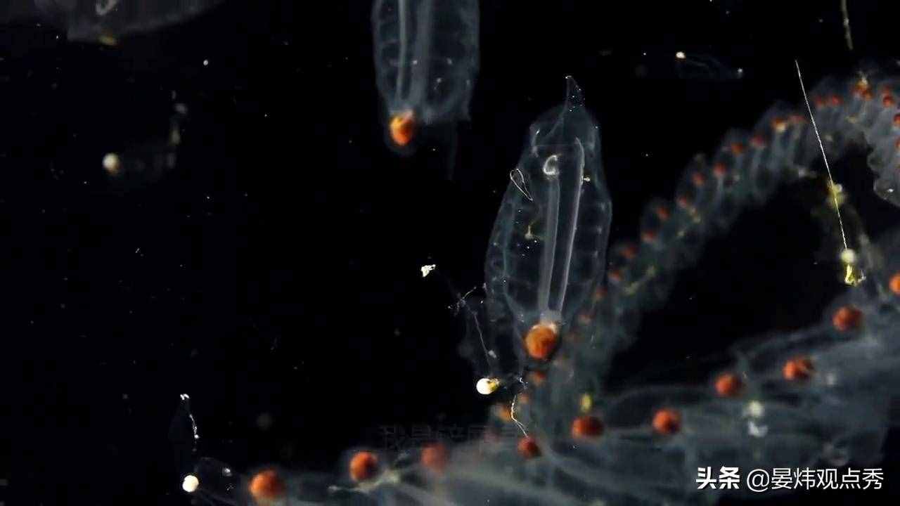 自己吃掉自己的腦子，海鞘是有多想不通