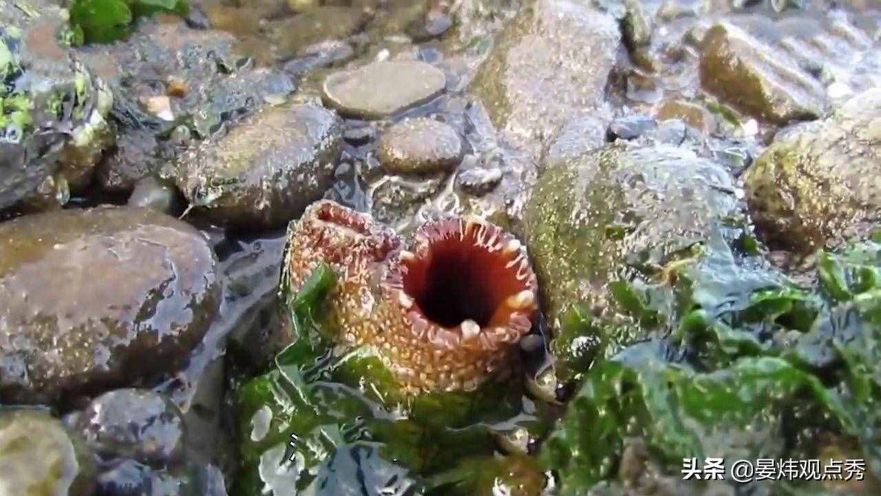 自己吃掉自己的腦子，海鞘是有多想不通