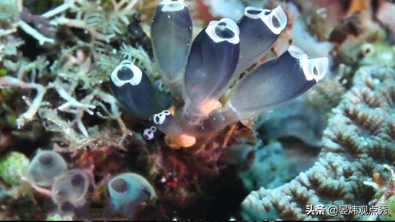 自己吃掉自己的腦子，海鞘是有多想不通