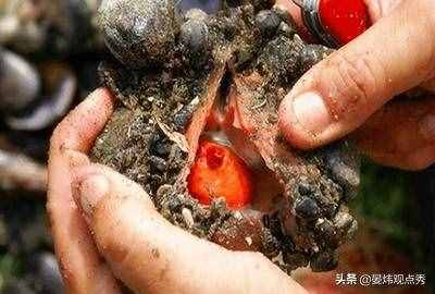 自己吃掉自己的腦子，海鞘是有多想不通