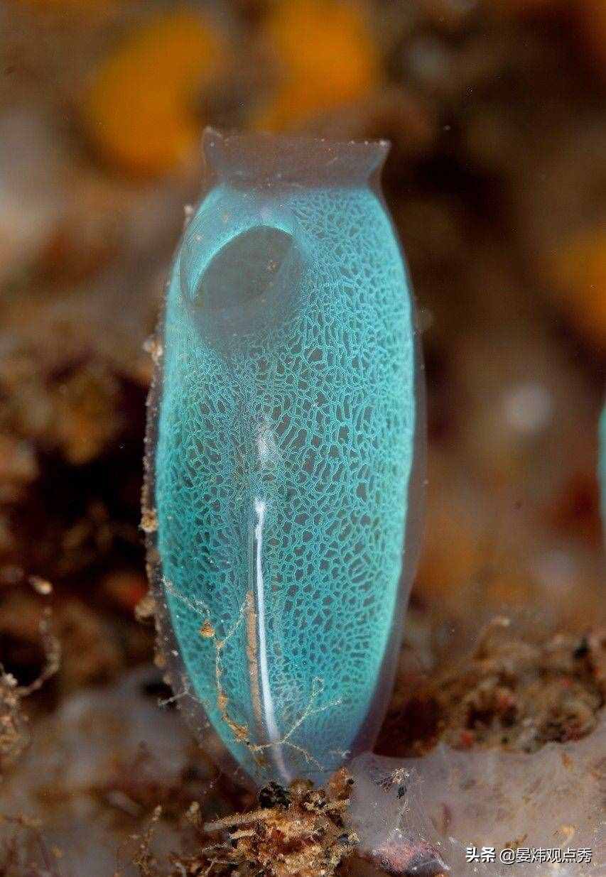 自己吃掉自己的腦子，海鞘是有多想不通