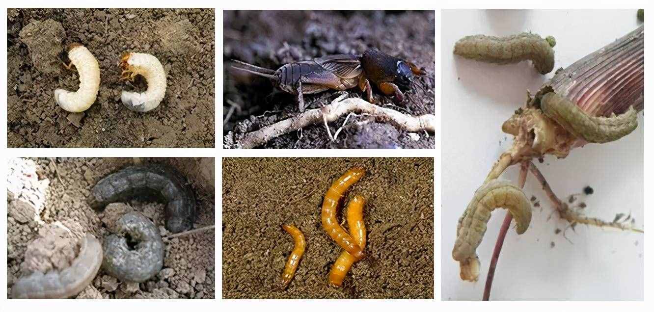 地下害蟲(chóng)高發(fā)期！防治刻不容緩