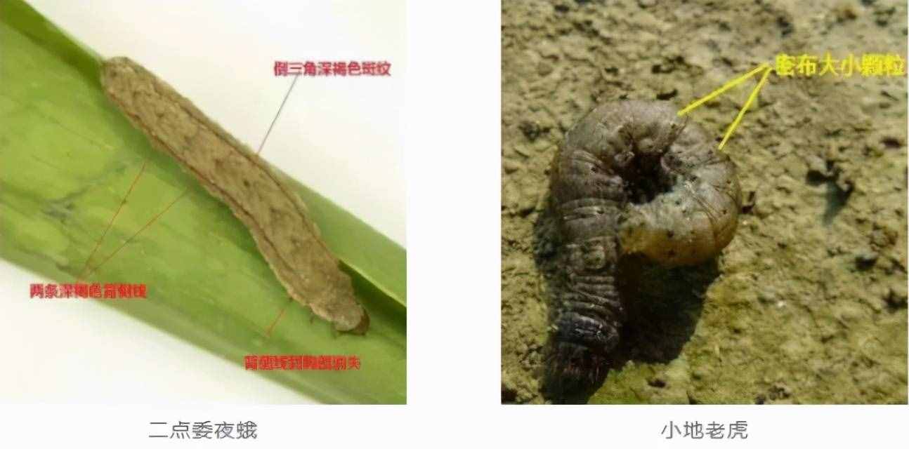 地下害蟲(chóng)高發(fā)期！防治刻不容緩