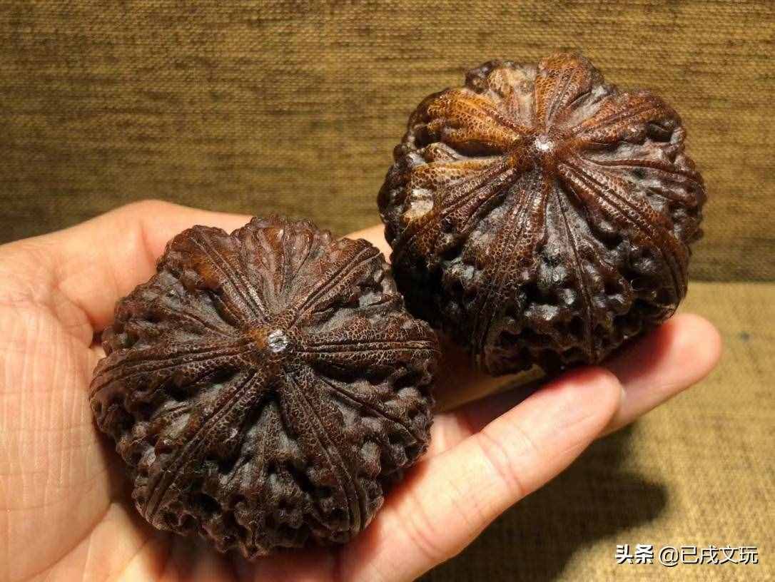 犀角如何辨別真假？