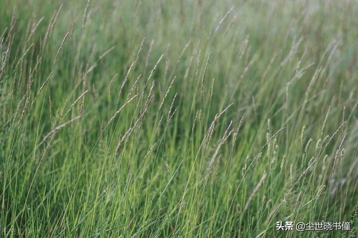 張繼的《楓橋夜泊》意境凄美，而另一首《閶門即事》，則句句傷感