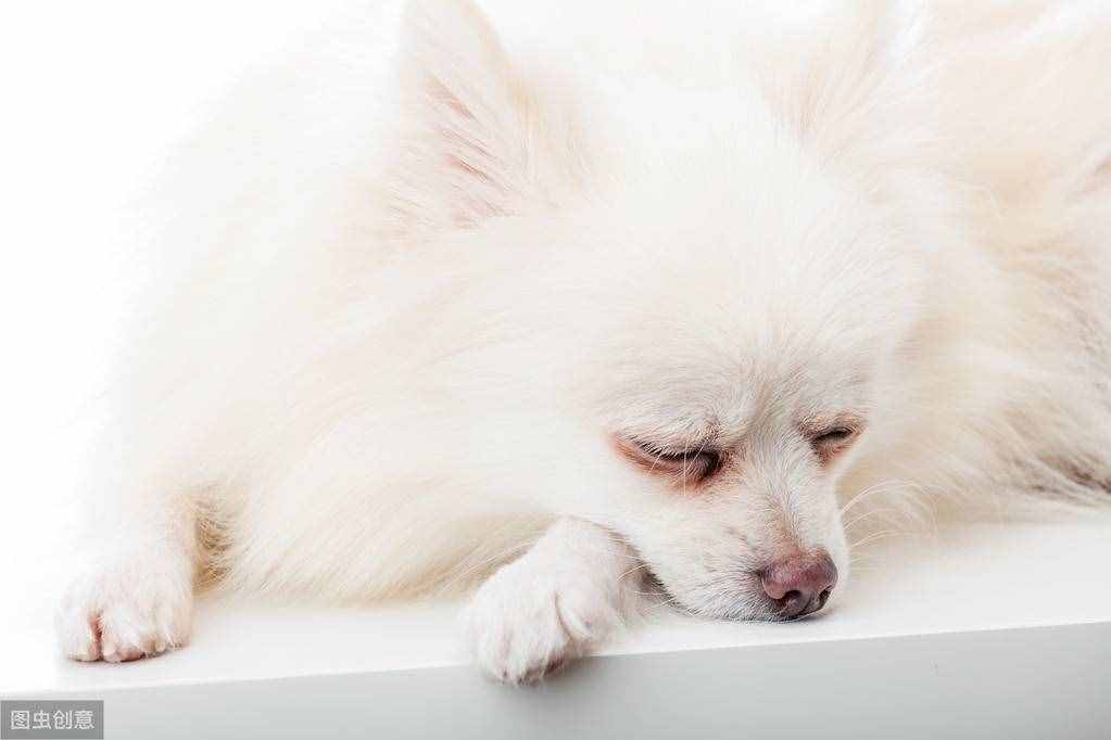 不用花錢美容，幾個(gè)小妙招，教你護(hù)理博美犬