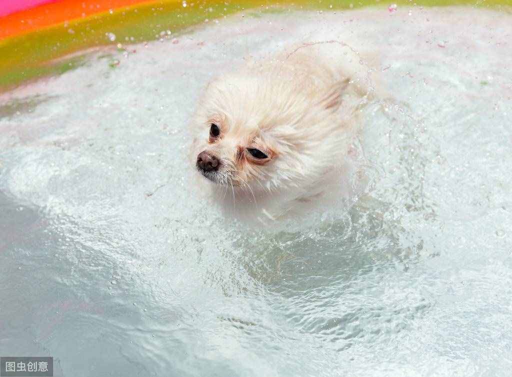 不用花錢美容，幾個(gè)小妙招，教你護(hù)理博美犬