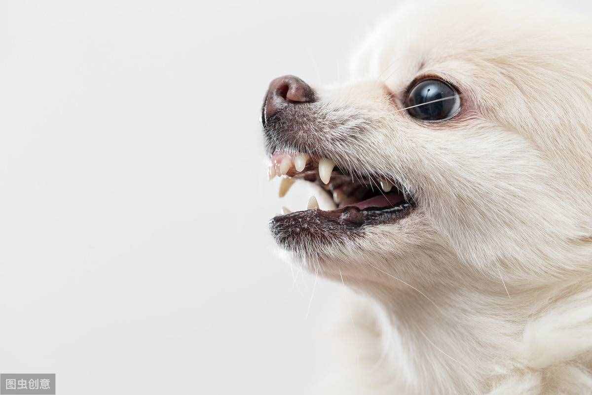 不用花錢美容，幾個(gè)小妙招，教你護(hù)理博美犬