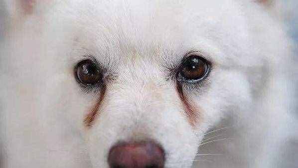 不用花錢美容，幾個(gè)小妙招，教你護(hù)理博美犬