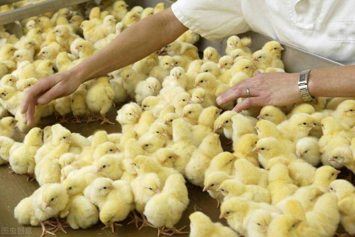 小雞怎么養(yǎng)？這4點很重要