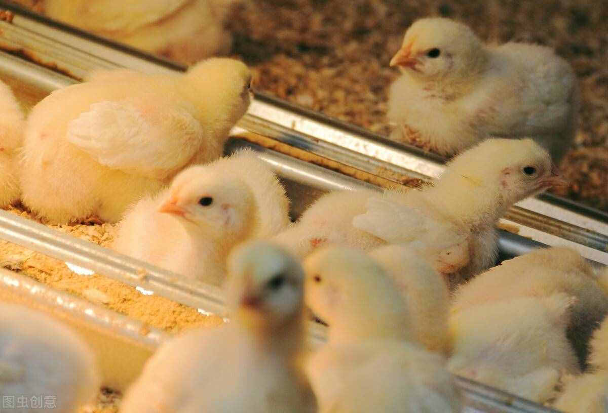小雞怎么養(yǎng)？這4點很重要