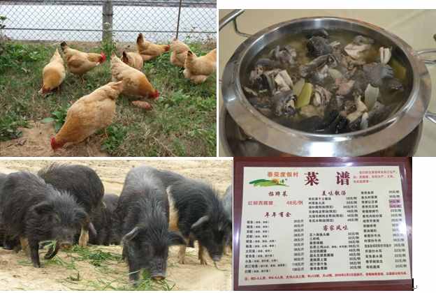 在惠州這家度假村，住在懸在湖邊的小木屋是什么樣的體驗