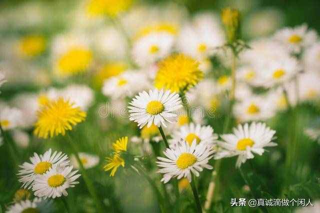 身邊的事——綻放的蒲公英