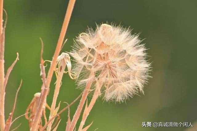身邊的事——綻放的蒲公英