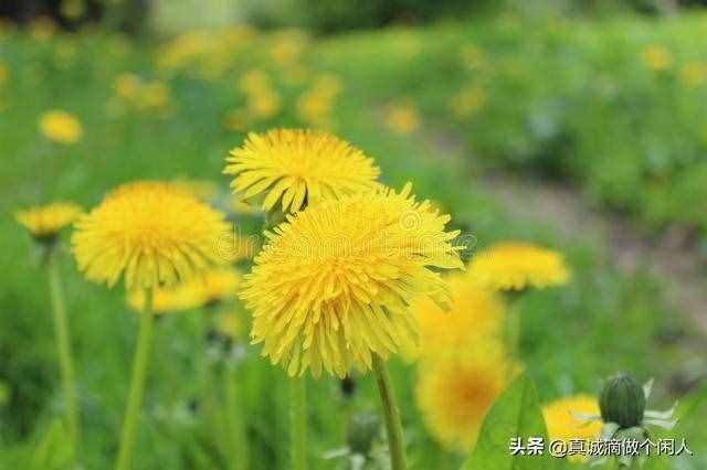 身邊的事——綻放的蒲公英