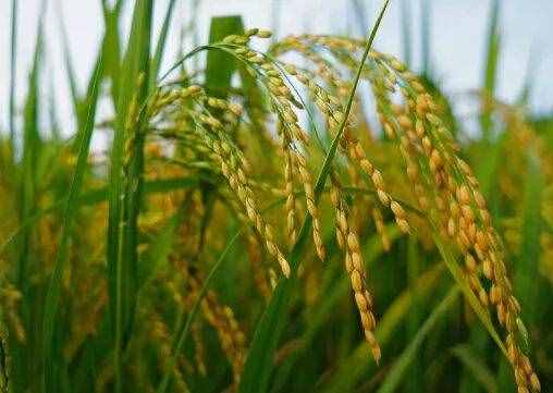 這些和農(nóng)業(yè)生產(chǎn)有關(guān)的諺語，你聽過幾個？