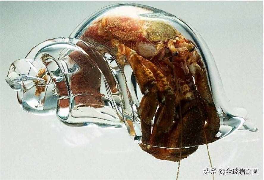 開眼界！33張活久見的有趣圖片，又漲姿勢(shì)了