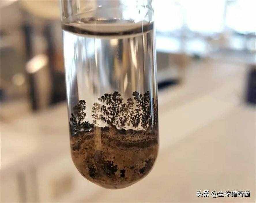 開眼界！33張活久見的有趣圖片，又漲姿勢(shì)了